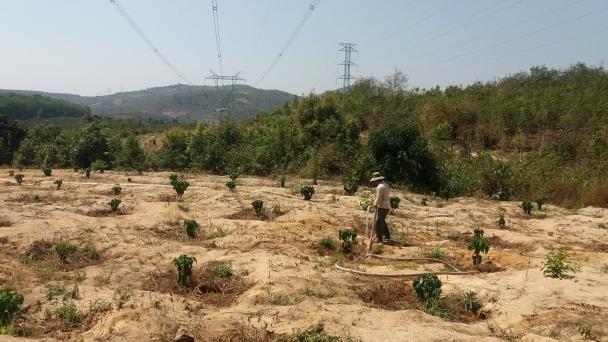 Gia Lai: Vườn khô ruộng khát, 500ha cây trồng bị thiệt hại