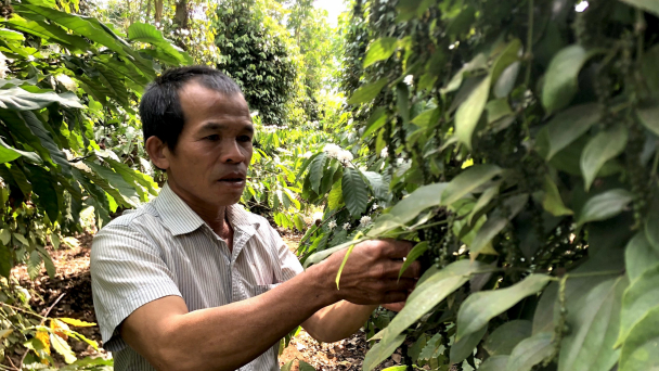 Vườn tiêu hữu cơ xanh tốt giữa 'cơn lốc' dịch bệnh