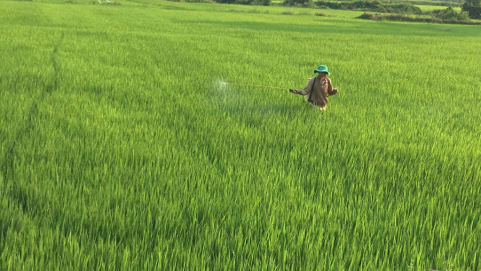 Vui Tết vẫn nhớ ruộng đồng