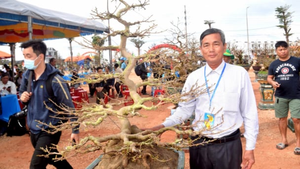 Nâng tầm mai vàng Bình Định