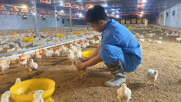 Nông dân tung nhiều 'bí kíp' chống rét cho vật nuôi