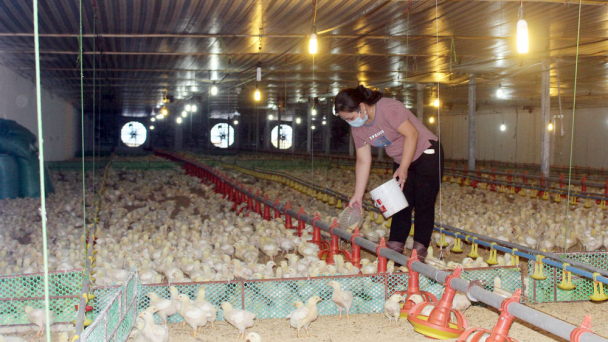 Thành phố Sông Công: 80% trang trại chăn nuôi liên kết theo chuỗi