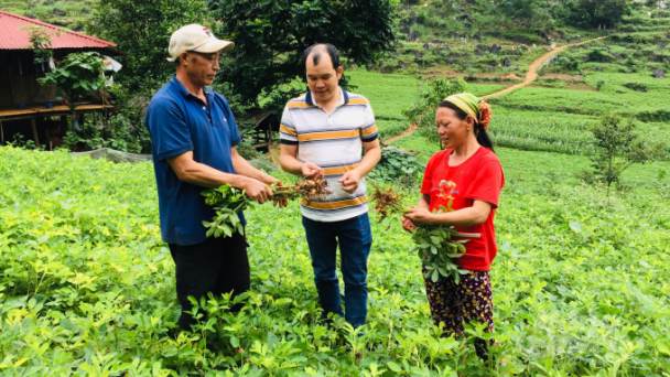 Cây lạc mang ấm no cho đồng bào 'vùng khát' Lục Khu