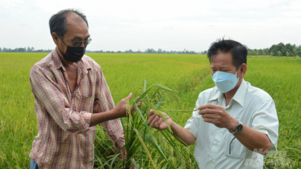 Cánh đồng vàng nơi ngoại thành Rạch Giá
