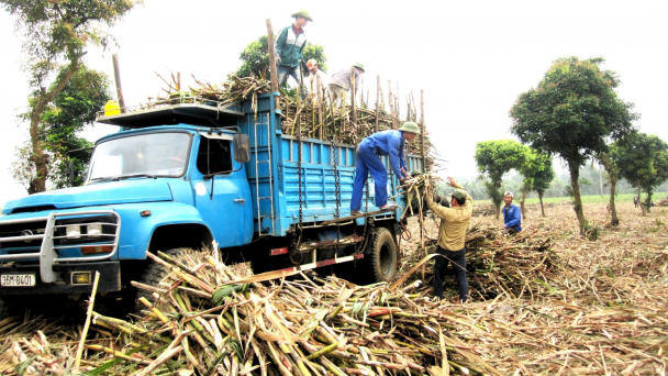 Hồi sinh cho mía đường