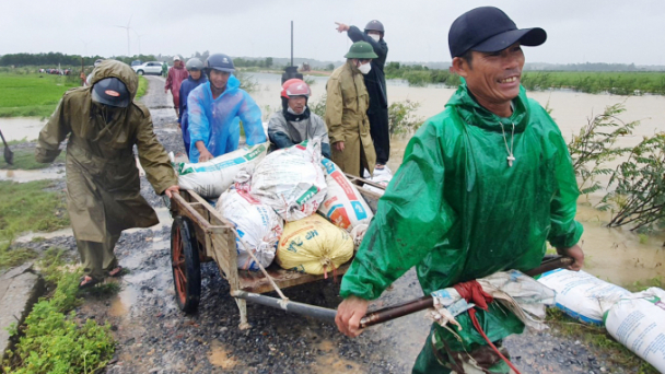 Tức tốc đắp đê cứu lúa