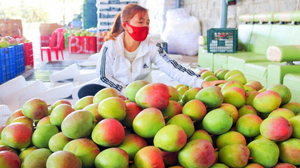 Hai giải pháp sinh học hiệu quả ở vùng xoài Cam Lâm