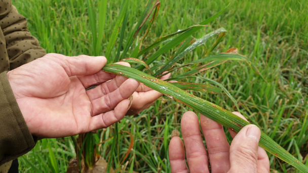 Phun phòng đạo ôn cổ bông toàn bộ diện tích lúa trỗ trước 20/4