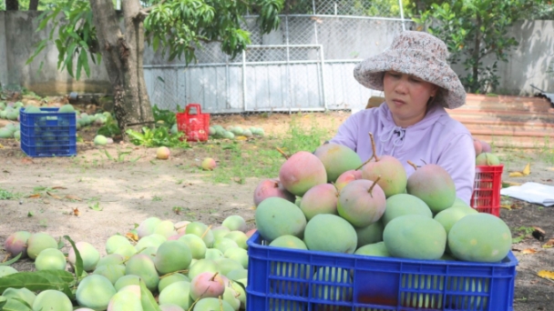 Nông dân bỏ vườn xoài, chẳng buồn thu hoạch