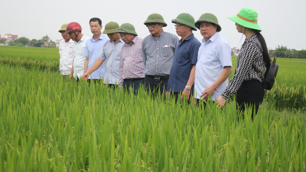 Vụ đông xuân 2021 - 2022 cơ bản đạt kế hoạch đề ra