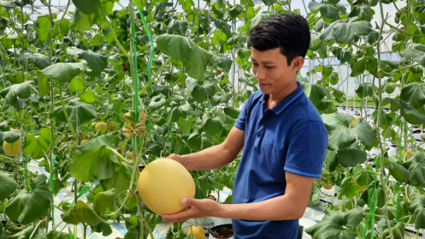 Thiếu 'đầu kéo' cho nông nghiệp hữu cơ
