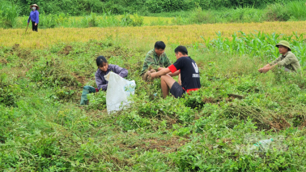 Lạc mất mùa, nông dân không có lãi