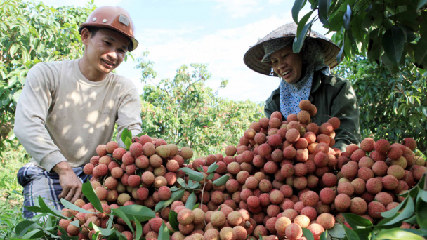 Bắc Giang quyết làm vải hữu cơ