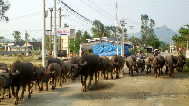 Ai bảo chăn trâu là khổ...!