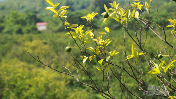 Hàng nghìn ha cam ở Hà Giang đồng loạt bị vàng lá