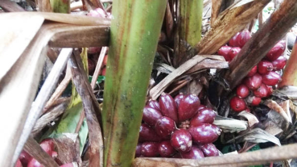 Mùa thảo quả trên dãy Hoàng Liên