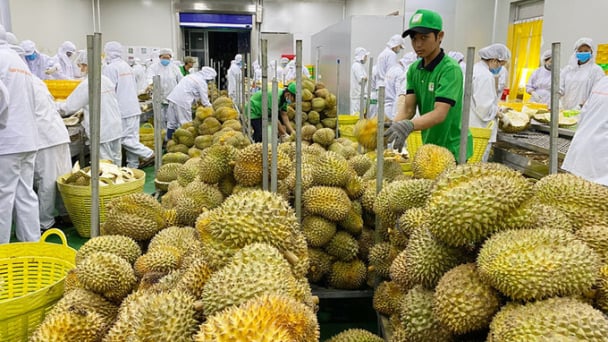 Để sầu riêng rộng cửa xuất khẩu sang Trung Quốc