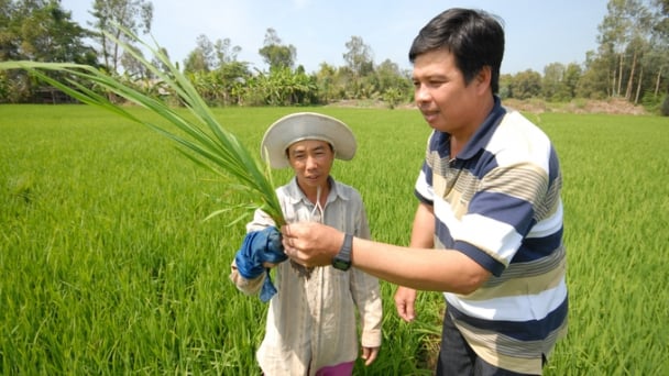 VnSAT mang luồng gió mới cho nông nghiệp xanh và sinh thái