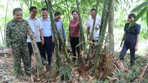 'Cây hạnh phúc' của người Trấn Yên
