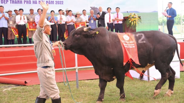 Chiêm ngưỡng các 'hoa khôi' và 'lực sỹ' bò thịt của Hà Nội