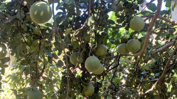 Bưởi Hoài Ân sản xuất hướng hữu cơ, nhắm tới xuất khẩu
