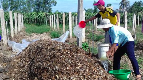 Ứng dụng chế phẩm Trichoderma ủ phân chuồng trồng thanh long hữu cơ
