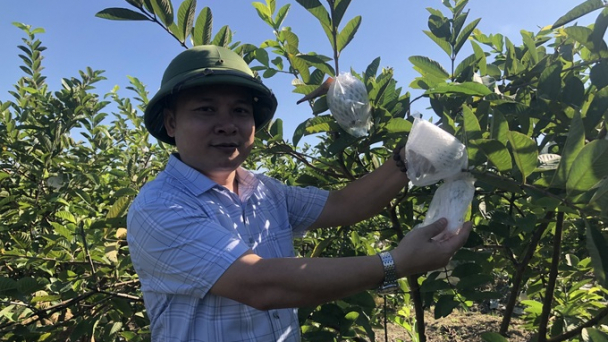 Đại học Nông lâm Huế giúp ổi Hương Xuân khẳng định tên tuổi