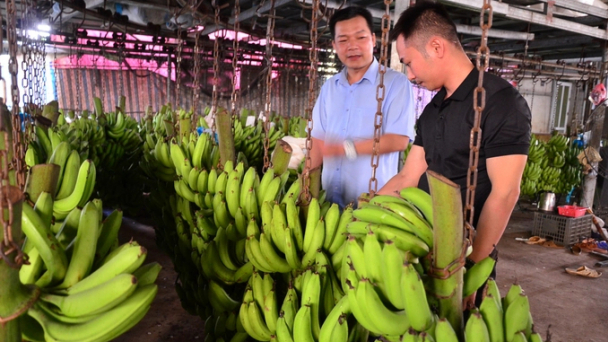Nông nghiệp Hòa Bình chuyển mình sang sản xuất hàng hóa, phục vụ xuất khẩu