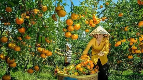 Đi tìm vườn quýt hồng kiểu mẫu của Đồng Tháp
