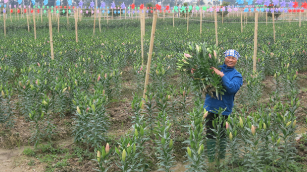 Trồng hoa lily, lãi tiền tỷ dịp Tết