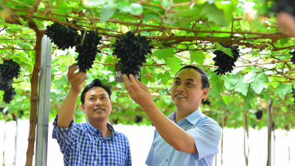 Trồng nho trong nhà màng, không ngại mùa mưa, thỏa thuê bán Tết