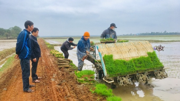 Quảng Trị: Triển khai mô hình liên kết sản xuất 14ha lúa hữu cơ