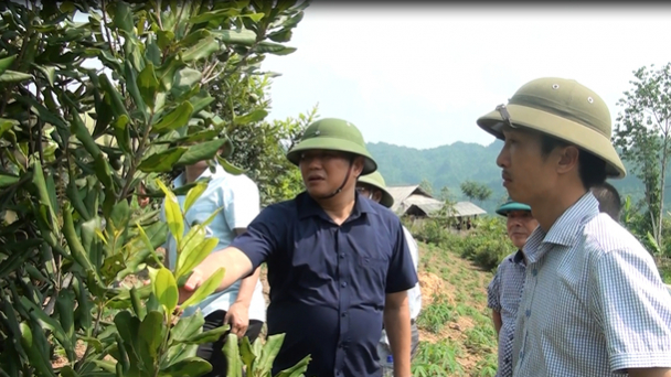 Cây mắc ca mang nhiều hứa hẹn ở Quỳnh Nhai