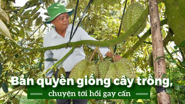 Bảo vệ bản quyền giống để nông sản bước ra biển lớn
