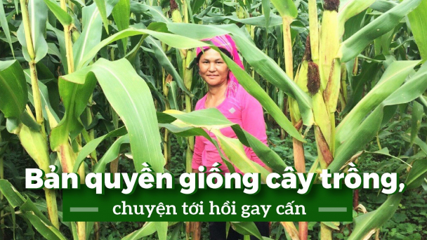 Giống đã được công nhận lưu hành bị sản xuất, kinh doanh loạn xị