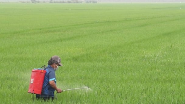 Giống lúa dễ nhiễm đạo ôn, vẫn được đưa vào cơ cấu sản xuất