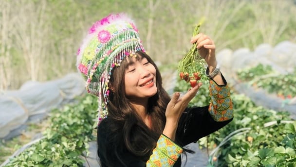 Trồng dâu tây hướng hữu cơ, mã xấu, giá đắt nhưng vẫn được săn đón