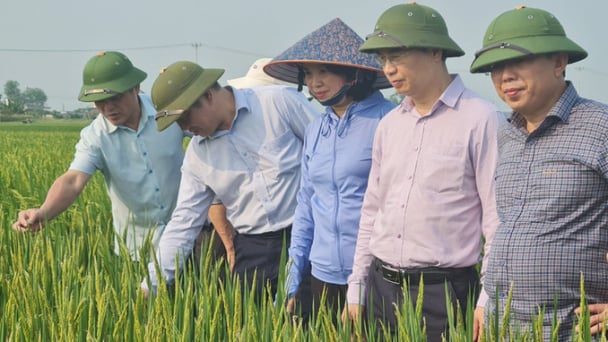 Đề phòng bệnh đạo ôn trên lúa xuân vùng Bắc Trung bộ