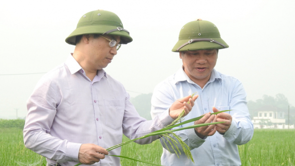 Nhiệt độ ngày - đêm chênh lệch lớn, cảnh giác bệnh đạo ôn cổ bông