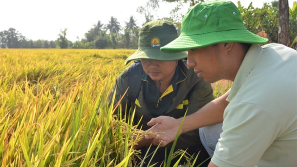 Kiên Giang thu hoạch gần 2,5 triệu tấn lúa, giá cao, nông dân vui trúng mùa