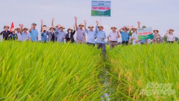 Thụy Hương 308 rực sáng trên những cánh đồng xứ Nghệ