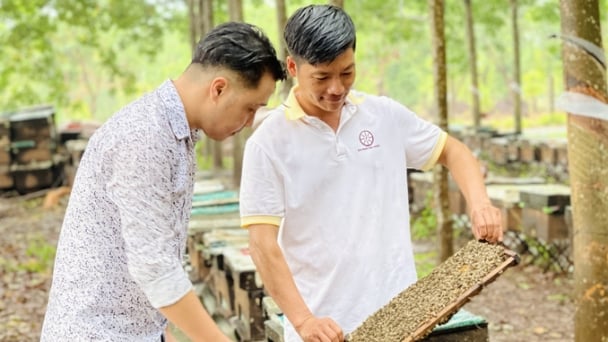 Trải nghiệm nghề nuôi ong mật để xóa nghi ngờ 'mật ong đểu'