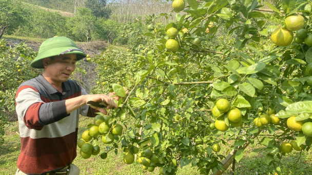 Đưa chanh bông tím trồng trên đất đồi cằn cỗi, hiệu quả bất ngờ