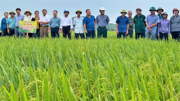 Giống lúa Thiên Trường 217 ngắn ngày, phù hợp trên đất lúa sản xuất vụ đông