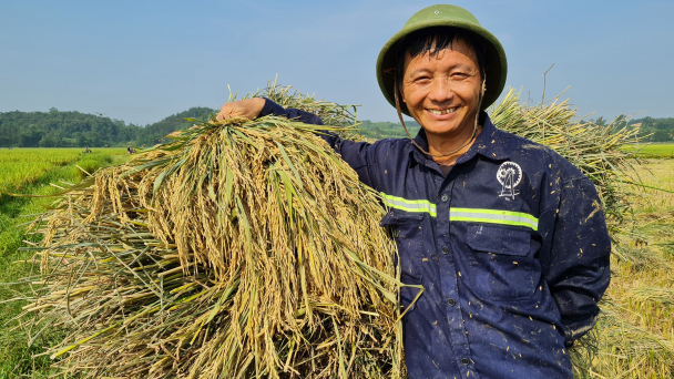 Ngắm Hương Thanh 8, nông dân dịu bớt nắng nóng, vơi đi nhọc nhằn