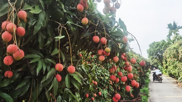 Vải chín sớm Phương Nam chờ ngày 'xuất ngoại'