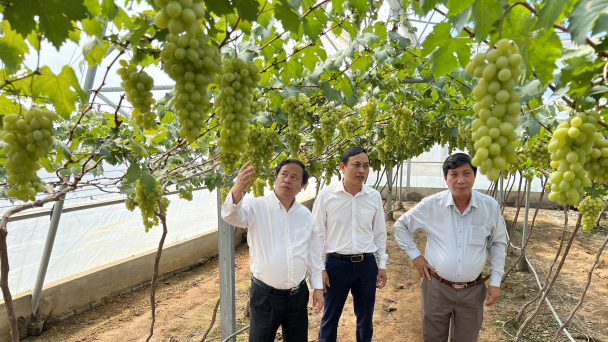 Nho Ninh Thuận thay đổi để cạnh tranh với nho ngoại