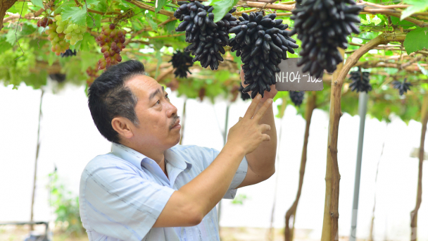Nho Ninh Thuận chú trọng sản xuất công nghệ cao, hướng đến xuất khẩu