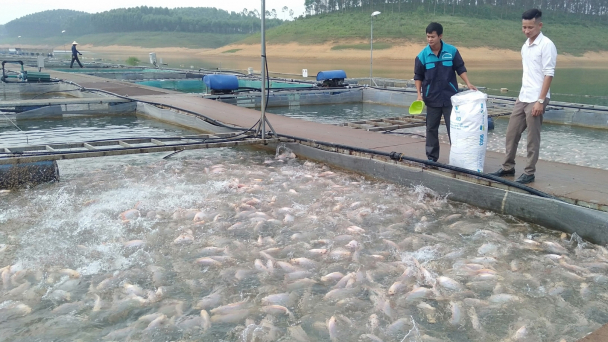 Hồ Thác Bà dưới mực nước chết, thủy sản lồng bè thoi thóp