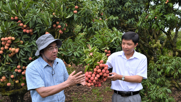 Sức mạnh sinh học trên vườn vải hữu cơ